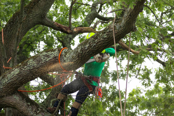 Best Tree Trimming and Pruning  in Lake Kiowa, TX